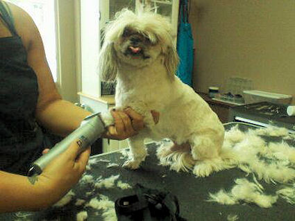 We groom all breeds of dogs and cats